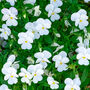 Flowers Pansy 'Pure White' Six X Plant Pack, thumbnail 3 of 6