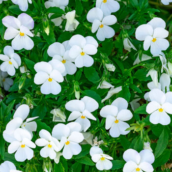 Flowers Pansy 'Pure White' Six X Plant Pack, 3 of 6