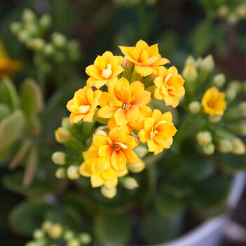 Flowers Kalanchoe 'Mixed' Four X Plants In 9cm Pots, 6 of 6