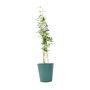 Fragrant Jasminum Officinale – Climbing Jasmine 3 L Pot, thumbnail 3 of 5