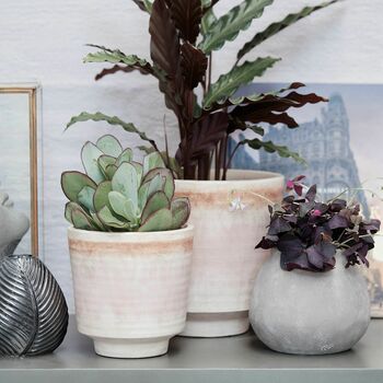 Asina Plant Pot In Blush Pink, 5 of 5