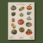 Pumpkin And Squash Artwork Print, thumbnail 3 of 8