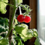 Tomato Seeds 'Tumbling Tom Red' 12 X Seed Pack, thumbnail 3 of 5