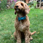 Frankie Goes Turquoise Harris Tweed Dog Lead, thumbnail 4 of 6