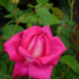 Rose Gareth Davis, Personalised Gift Rose, thumbnail 2 of 2