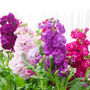 Flowers Stocks 'East Lothian' 12 X Plug Pack, thumbnail 4 of 5