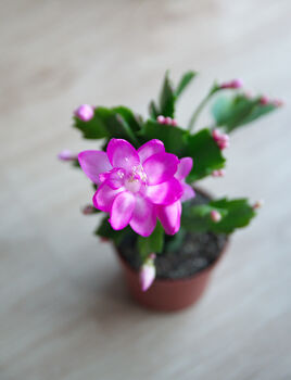 Christmas Cactus Purple Dancer Three X 13cm Pots, 4 of 4