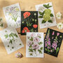 Botanical Postcard Set, Pack Of Six, thumbnail 1 of 3