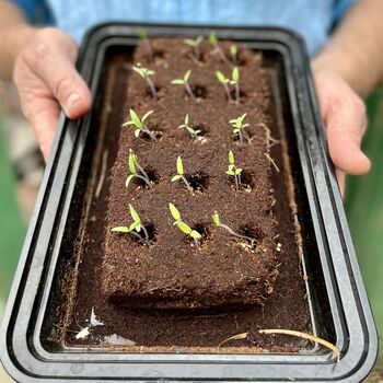 Brontë Flowers Growbar, 3 of 3