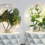 LED Plant Fairy Light Terrariums, thumbnail 4 of 4
