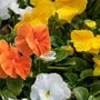 Pansy Delta 'Citrus Mix' 20 X Full Plant Pack, thumbnail 6 of 7