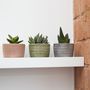 Trio Of Ceramic Planters With Succulent Plants, thumbnail 1 of 4
