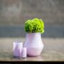 Glass Orchid Pot Marco Lilac Colour By Dut Z, thumbnail 2 of 3