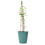 Clematis Guernsey Cream In 3 L Pot – Fragrant Climber, thumbnail 3 of 6