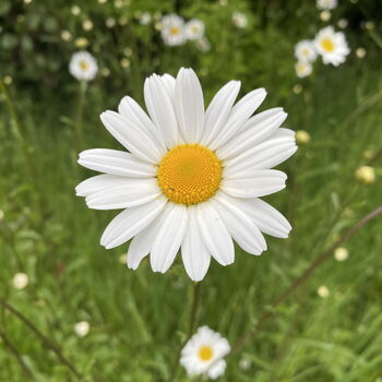 Daisy White Flower Brooch, 5 of 6