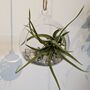 Airplant In Glass Bauble Open Terrarium, thumbnail 4 of 11