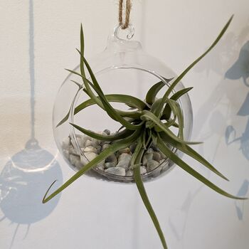 Airplant In Glass Bauble Open Terrarium, 4 of 11