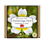 Gardening Gift. Poached Egg Flowers Kit, thumbnail 4 of 4