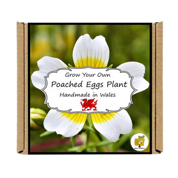 Gardening Gift. Poached Egg Flowers Kit, 4 of 4