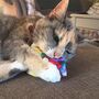 Catnip Cat Mouse Toy, thumbnail 10 of 12