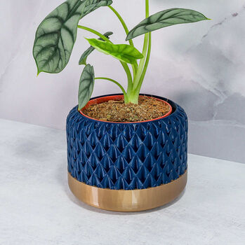 Midnight Ananas Planter, 2 of 4