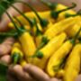 Chilli Plants, 'Hot Lemon', thumbnail 5 of 7