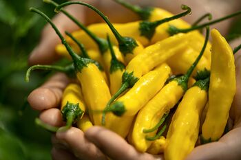 Chilli Plants, 'Hot Lemon', 5 of 7