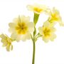 Flowering Plants Primrose 'Clotted Cream' 12 X Plants, thumbnail 1 of 6