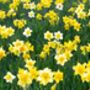 Spring Bulbs Daffodils 'Mixed' Bulb Pack, thumbnail 6 of 6