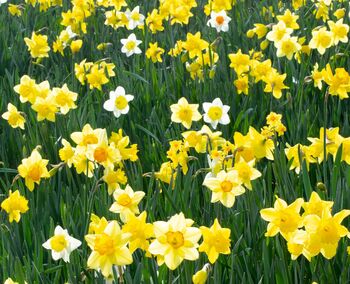 Spring Bulbs Daffodils 'Mixed' Bulb Pack, 6 of 6