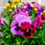 Flowers Pansy 'Winter Cheer' 20 X Plant Pack, thumbnail 2 of 4