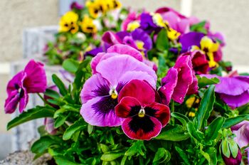 Flowers Pansy 'Winter Cheer' 20 X Plant Pack, 2 of 4