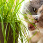 Gardening Gift. Cat Grass Growing Kit, thumbnail 4 of 5
