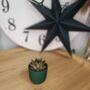 Small Succulent Houseplant In Ceramic Pot, thumbnail 4 of 9