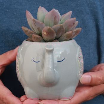 Elephant Mug Planter With A Succulent Mothers Day Gift, 2 of 7