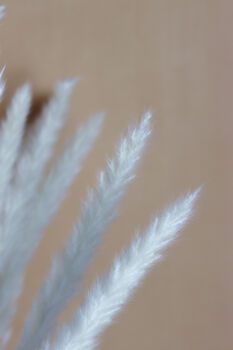 Ivory White Feather Pampas Grass Short Stem, 3 of 3
