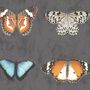 Lepidoptera Charcoal Wallpaper, thumbnail 3 of 3