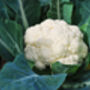 Cauliflower 'Seoul' Six X Plug Plant Pack, thumbnail 6 of 6