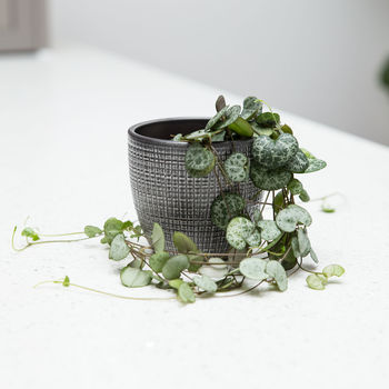 Textured Classic Planter And String Of Hearts Plant, 3 of 3