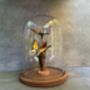 28cm Glass Display Cloche Dome – Bell Jar, thumbnail 9 of 9