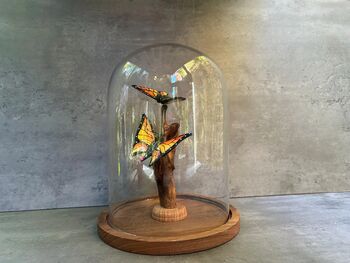 28cm Glass Display Cloche Dome – Bell Jar, 9 of 9