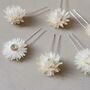 Pippa Dried Straw Flower Wedding Bridal Hair Pins, thumbnail 3 of 6