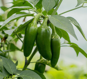 Chilli Plants 'Giant Jalapeno' Six X Plug Plant Pack, 2 of 5