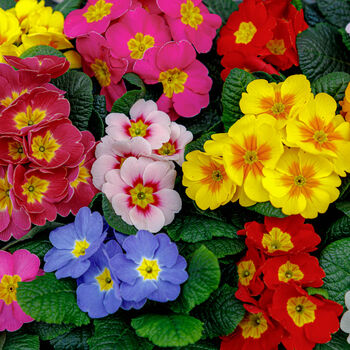 Primula Multi Colour Mix 6 X Plant Pack, 3 of 5