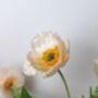 Icelandic Silk Flower Poppies, thumbnail 6 of 6