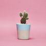 Concrete Pot Small With Cactus/ Succulent In Baby Blue, thumbnail 1 of 5