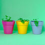 Wildflower Jar Stocking Fillers Set Of Six Flowers, thumbnail 11 of 11
