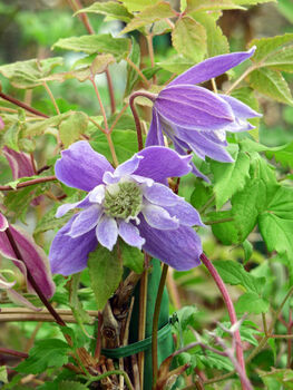 Clematis Pauline, Personalised Plant Gift, 2 of 3