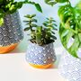 Japanese Style Blue Wave Planter With Choice Of Plant, thumbnail 1 of 4