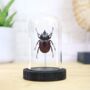 Devil Horned Rhinoceros Beetle Closedwing Insect Bug Entomology Taxidermy Bell Jar, thumbnail 1 of 4